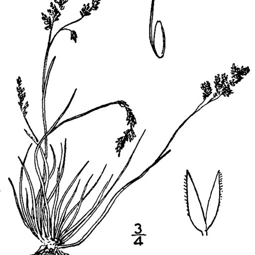 Agrostis Mertensii