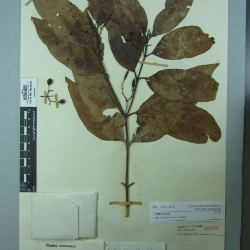 Aidia Cochinchinensis