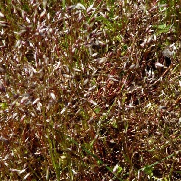 Aira Elegantissima