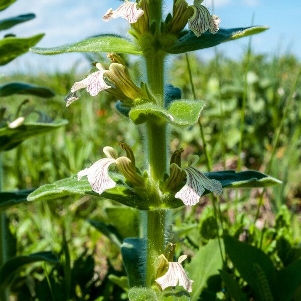 Ajuga Laxmannii
