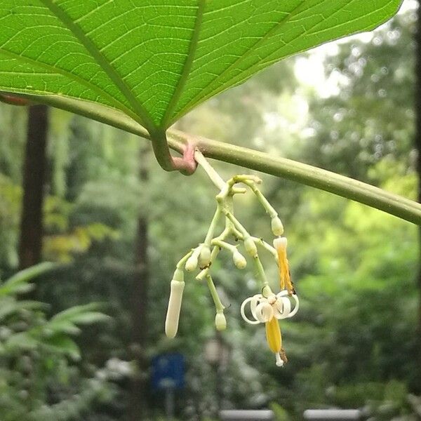 Alangium Platanifolium