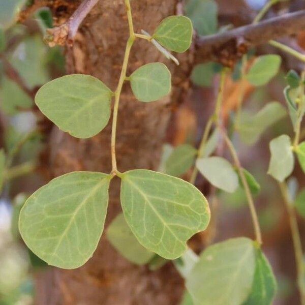 Albizia Anthelmintica