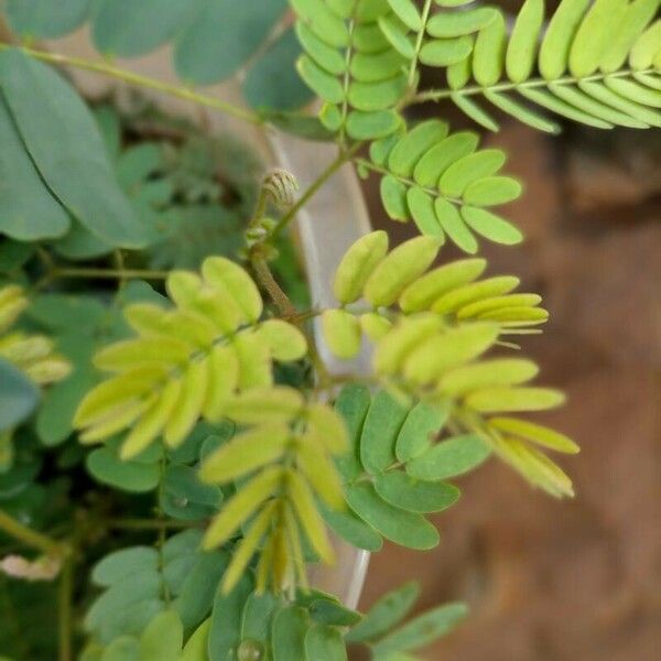 Albizia Coriaria Care Guide Water Soil Propagation Plantiary Albizia Coriaria Care Guide Water Soil Propagation Plantiary