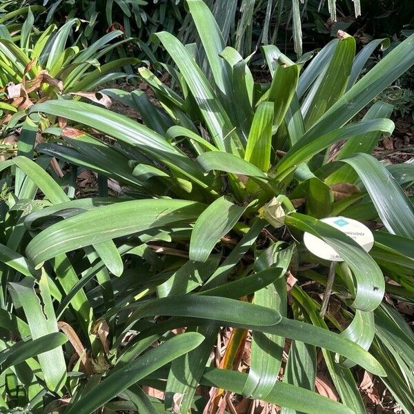 Alcantarea Geniculata