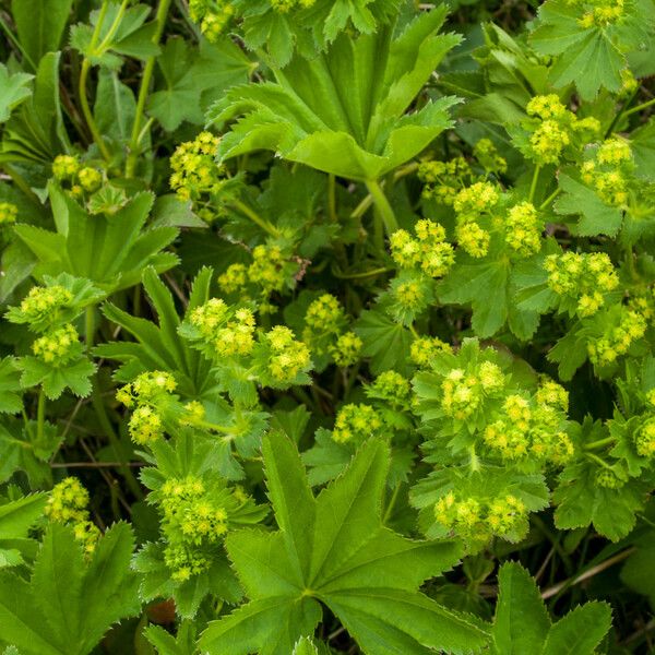 Alchemilla Acutiloba