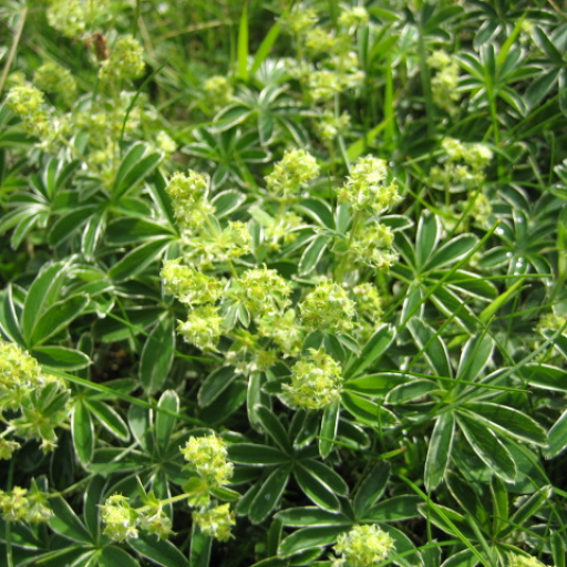 Alchemilla Alpina