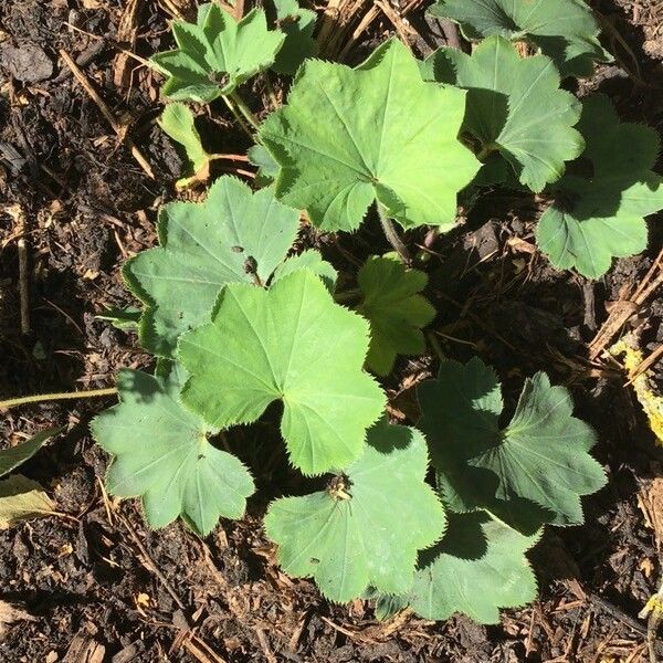 Alchemilla Aranica