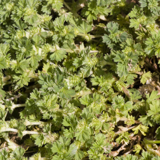 Alchemilla Arvensis