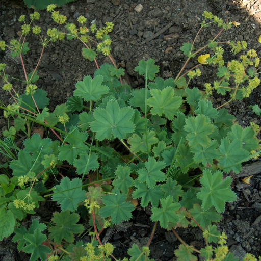 Alchemilla Glaucescens