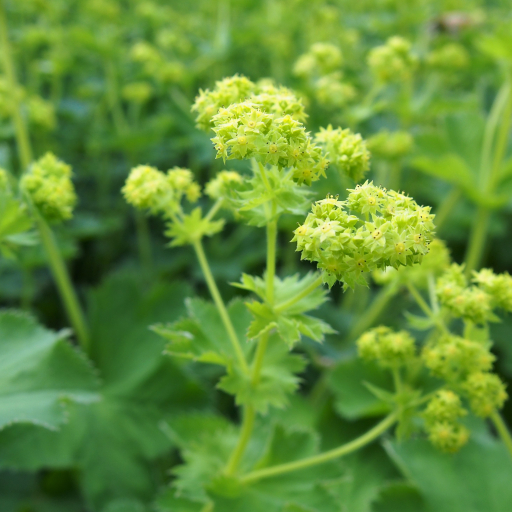 Alchemilla Plicata