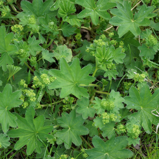 Alchemilla Subcrenata