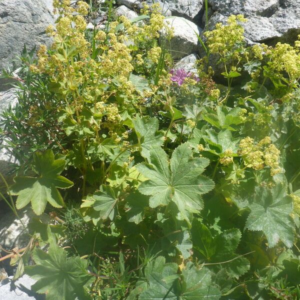 Alchemilla Tredecimloba