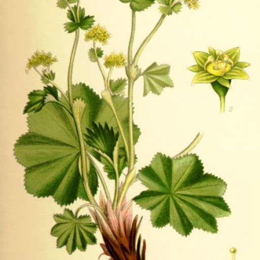 Alchemilla Vulgaris