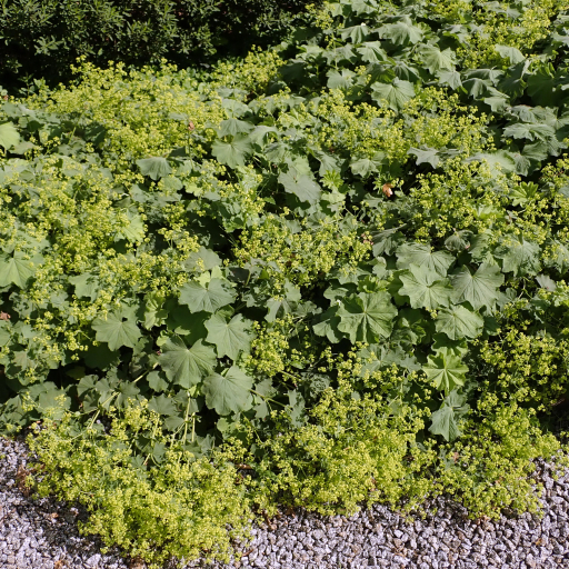 Alchemilla Xanthochlora