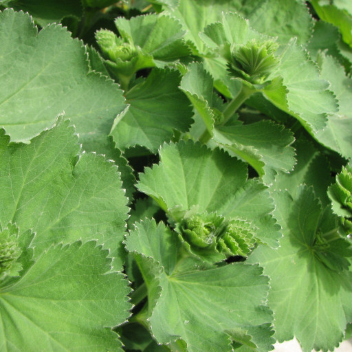 Alchemilla