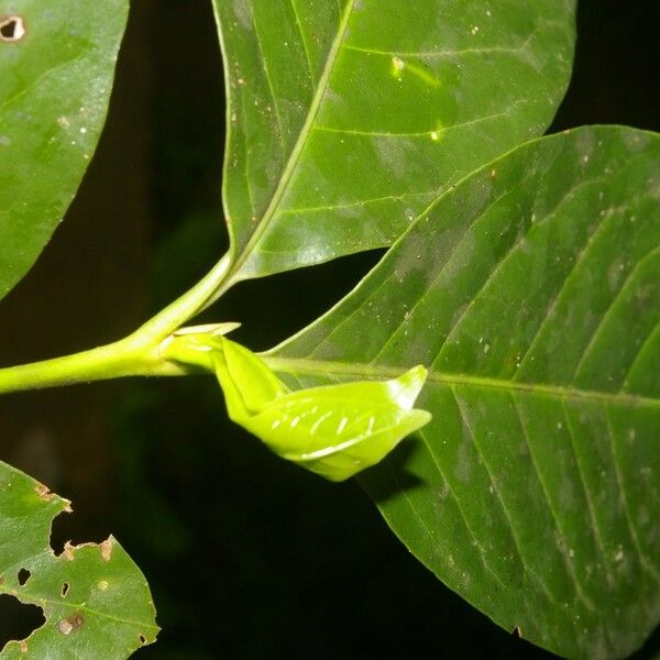 Alchornea Latifolia
