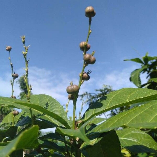Alchornea Rugosa