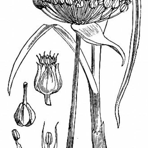 Allium Ampeloprasum