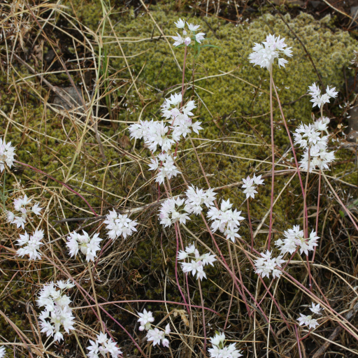 Allium Amplectens