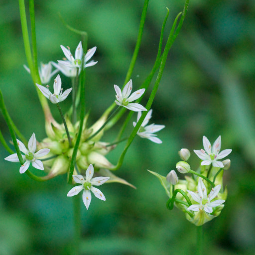 Wild Garlic