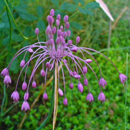Allium Carinatum