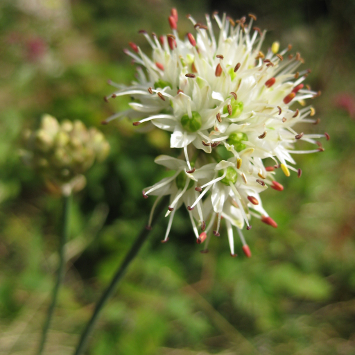Allium Ericetorum