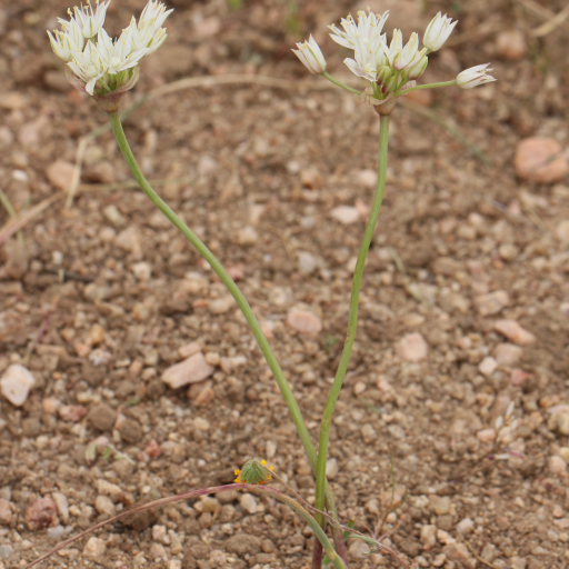Allium Haematochiton