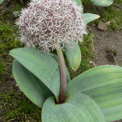 Turkestan Onion Allium Karataviense Care Guide Water Soil Turkestan Onion Allium Karataviense Care Guide Water Soil