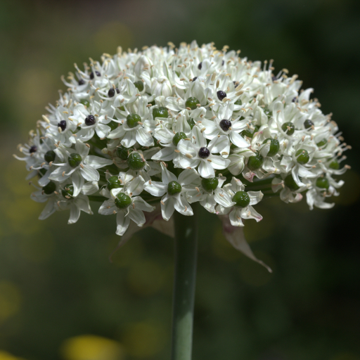 Allium Nigrum
