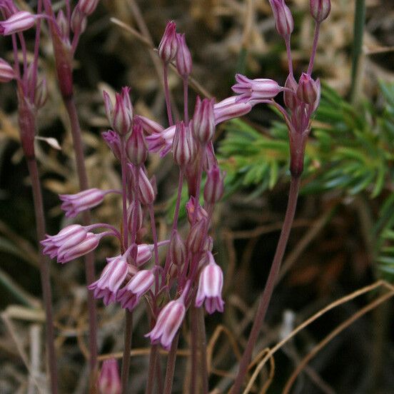 Allium Parciflorum