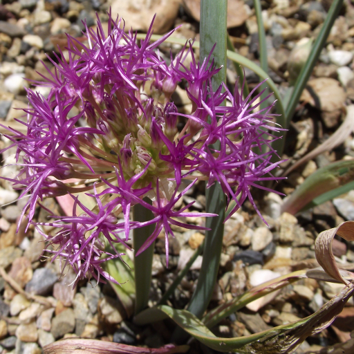 Allium Platycaule