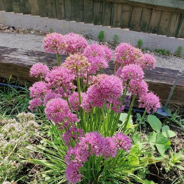 Allium Pyrenaicum
