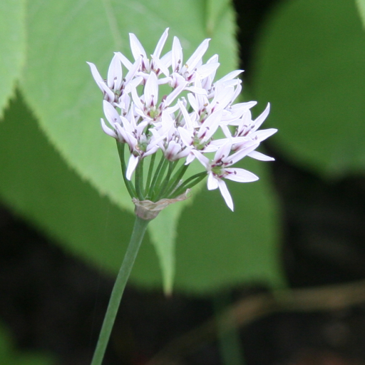 Chinese Leek