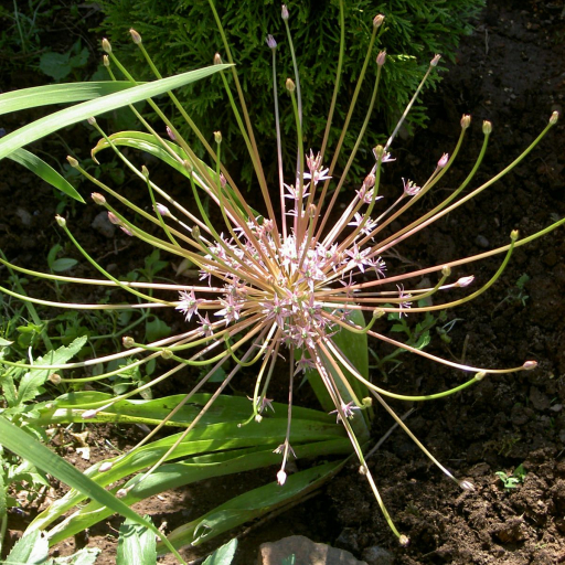Allium Schubertii