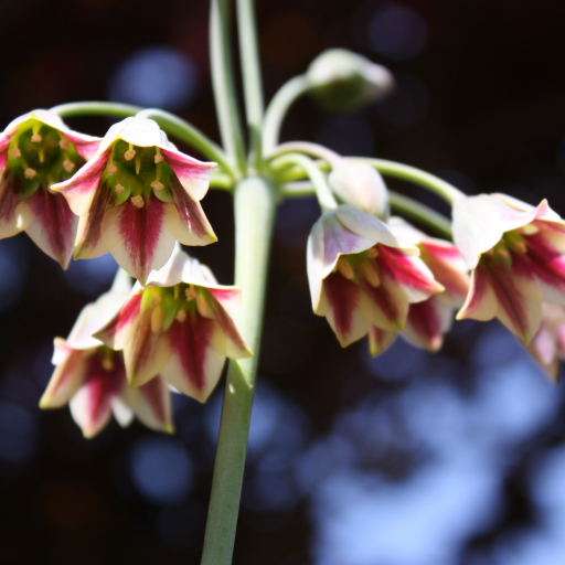 Allium Siculum