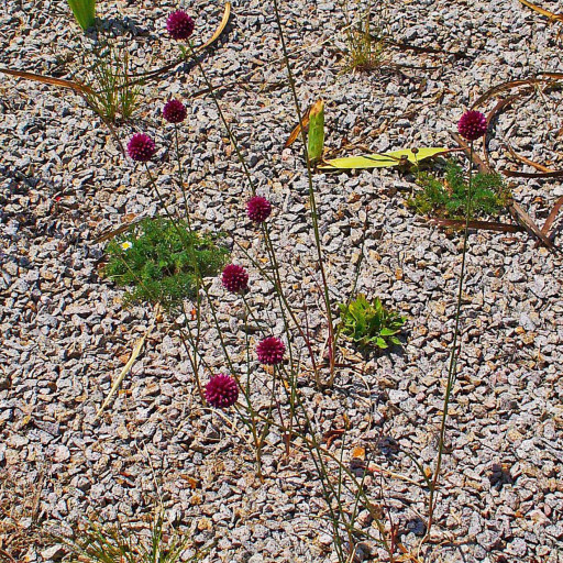 Allium Sphaerocephalon