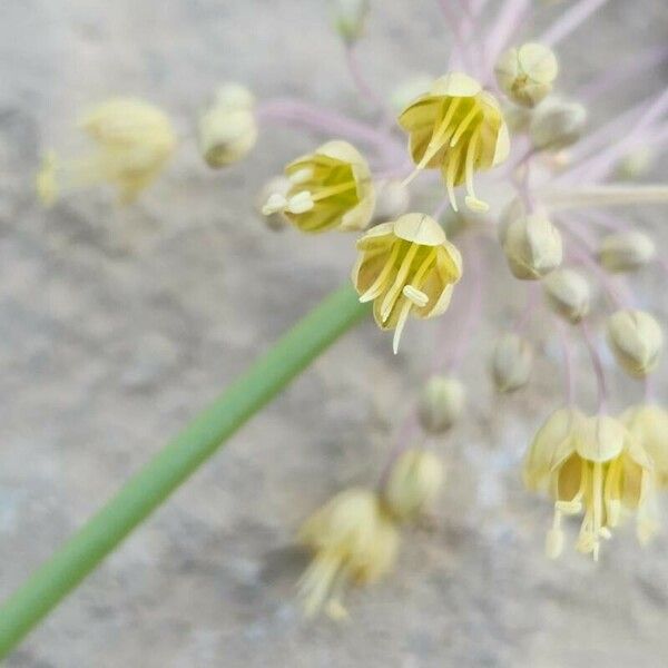 Allium Stamineum