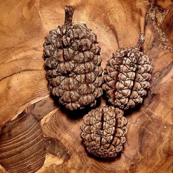 Allocasuarina Decaisneana