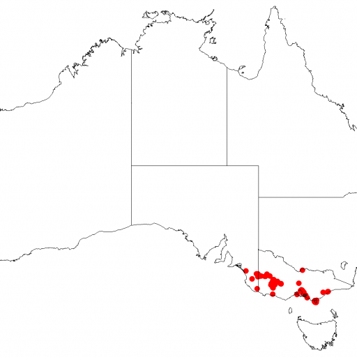 Allocasuarina Paradoxa