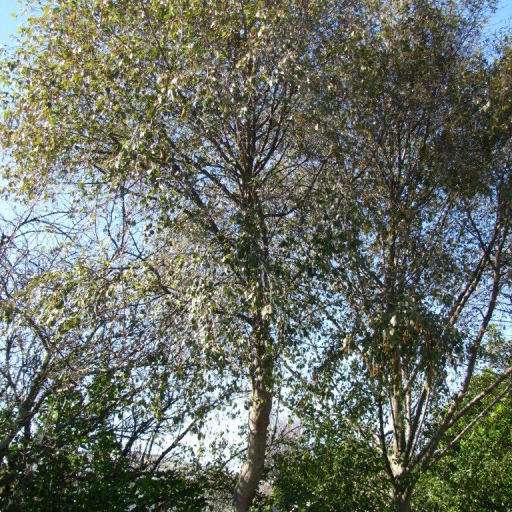 Alnus Jorullensis