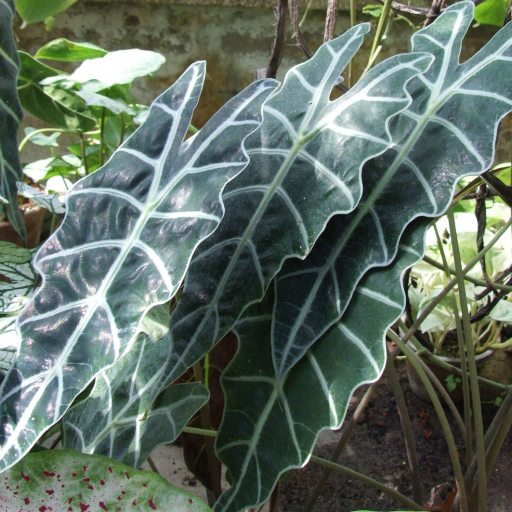 Alocasia Amazonica