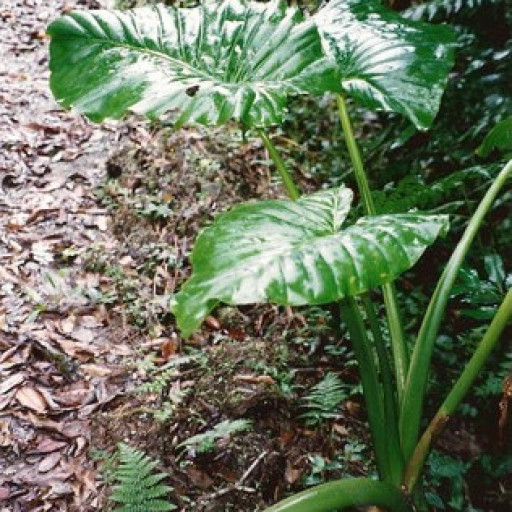 Alocasia Brisbanensis