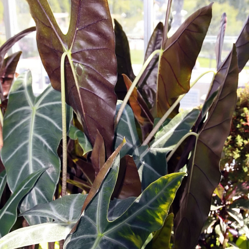 Alocasia Longiloba