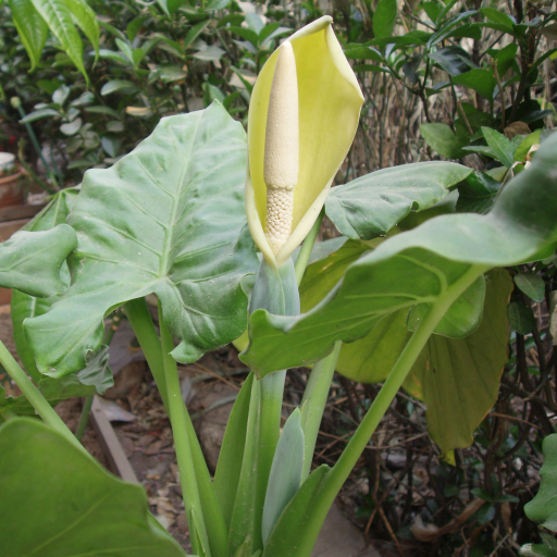 Alocasia Macrorrhiza