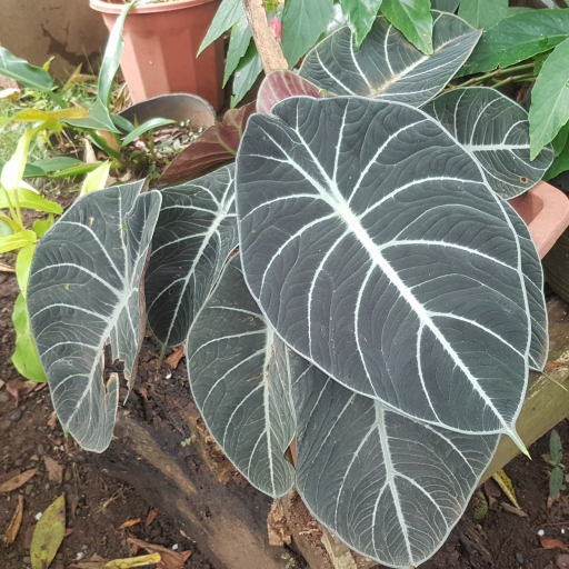 Alocasia Reginula