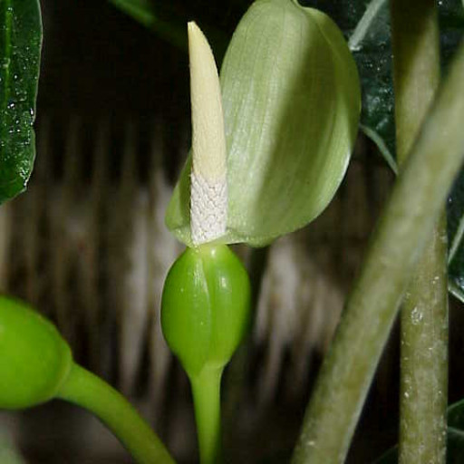 Alocasia Sanderiana