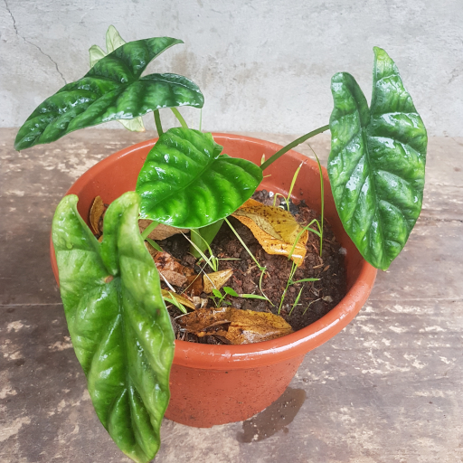 Alocasia Sinuata
