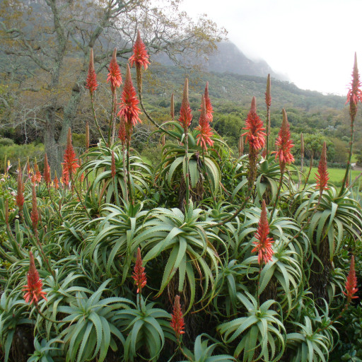 Aloe Arborescens