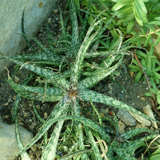 Aloe Bakeri