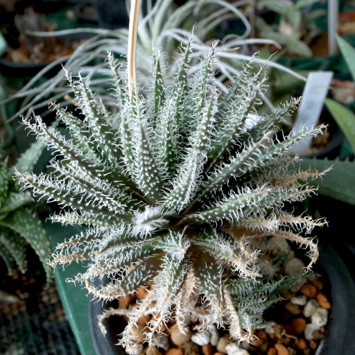 Aloe Haworthioides